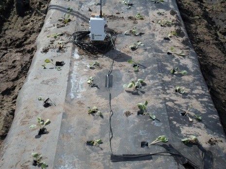 Figure 6. Soil moisture sensors installed under plastic mulch in both inner and outer plant rows.