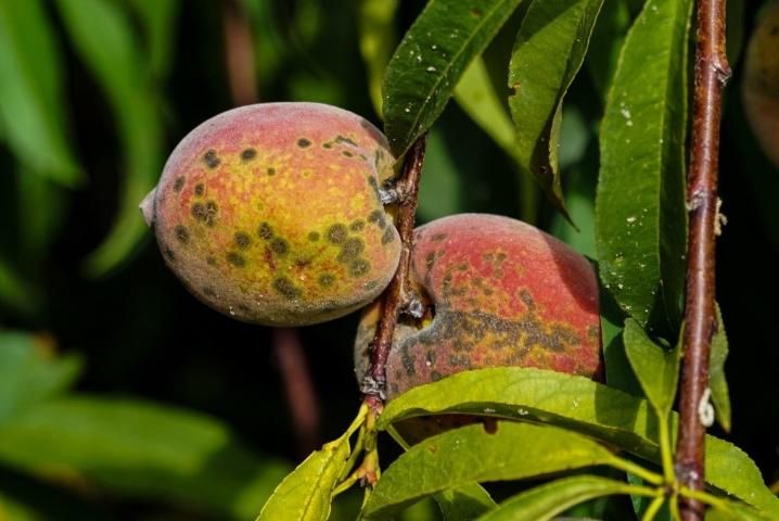 Figure 4. Peach scab lesions on ripening fruit. Lesions occur on the top part of the fruit where water from rain or irrigation splashes spores down on the fruit.