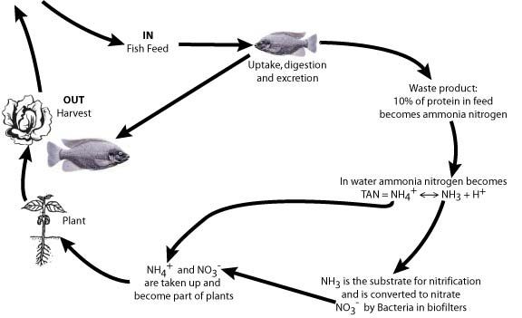 Figure 2. Simplified nitrogen cycle in an aquaponic system that includes plants, fish, and nitrifying bacteria. (TAN = total ammonia nitrogen, NH4+ = ammonium, NH3 = ammonia, H+ = hydrogen ion, NO3- = nitrate)