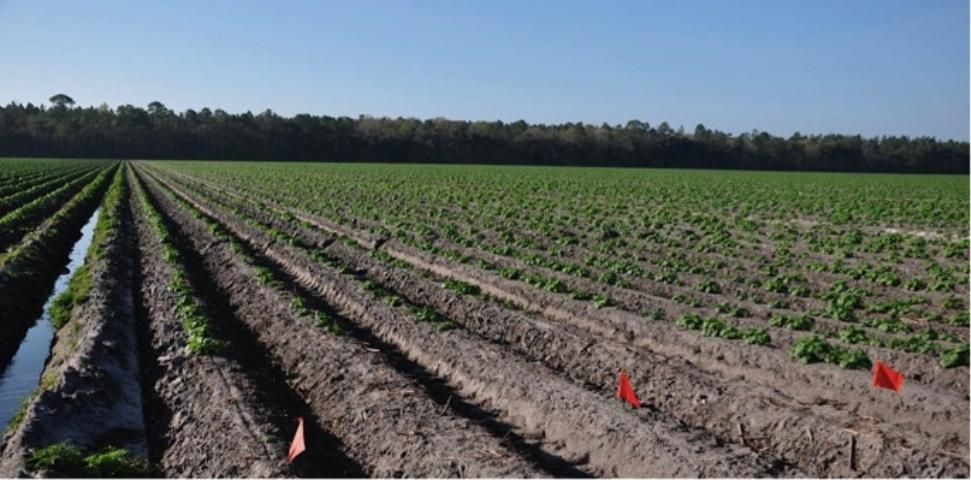 Figure 1. Overview of a commercial evaluation site of 'Elkton' and 'Atlantic' at a grower's field in Hastings, Florida during spring, 2011. The flagged potato rows were planted with 'Elkton'; the other rows were planted with 'Atlantic.'