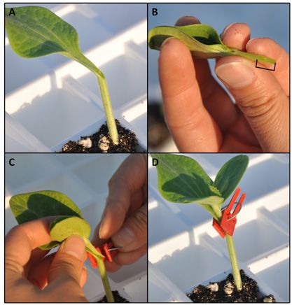 Figure 2. Splice grafting. A. Remove one cotyledon and true leaves. Cut rootstock at a slant, with a 45-degree angle. B. Cut scion 1.5 to 2 cm below cotyledons at a 45-degree angle. C. Attach the rootstock and scion cut surfaces and hold them together with a grafting clip. D. A newly grafted melon plant with splice grafting method.