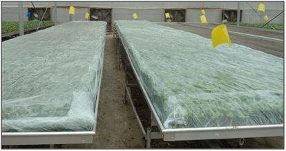Figure 5. A simple structure used for healing grafted cucurbit plants in a greenhouse operation in China.