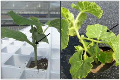 Figure 6. Rootstock re-growth (sucker) as indicated by arrows. Plants were grafted with splice grafting method. A. Grafted melon plant in the greenhouse prior to field transplanting. B. Grafted melon plant grown in the field.
