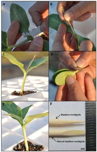 Figure 1. Hole insertion grafting. A. Remove true leaves and meristem tissue from rootstock. B. Make a slit with 45-degree angle at the growing tip. C. Keep toothpick inserted while preparing scion. D. Cut scion hypocotyl at both sides into a V shape. E. Insert scion into the slit. F. Bamboo toothpick used for insertion.