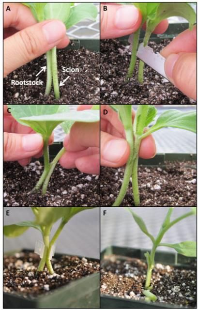 Figure 3. Tongue approach grafting. A. Rootstock and scion have similar stem diameters. B. Rootstock is cut at a downward angle and scion is cut upward. C. Bring rootstock and scion together. D. Cutting surfaces are in contact with each other. E. Fix the graft union with a grafting clip. F. Cut rootstock top and scion roots 8 to 10 days after grafting.