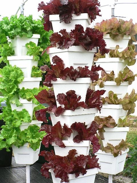 Figure 4. Vertical tower method of lettuce production