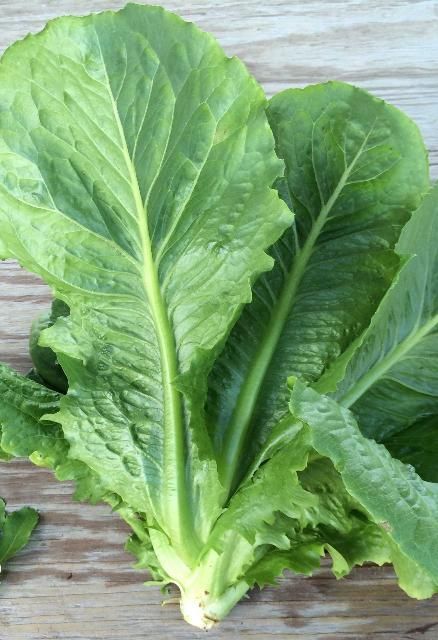 Figure 9. Romaine lettuce