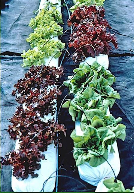 Figure 6. Lettuce in lay-flat ground bags
