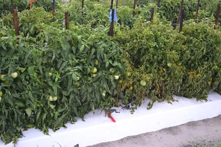 Figure 1. Bacterial spot resistance in tomato conferred by the pepper Bs2 gene. On the left are symptomless Bs2 transgenic plants of the hybrid, Fla. 8314; on the right are severely infected non-transgenic plants of the cultivar VF36. The picture was taken from a trial conducted in Florida in spring 2012, for which all plants in the trial were inoculated with the bacterial spot pathogen.