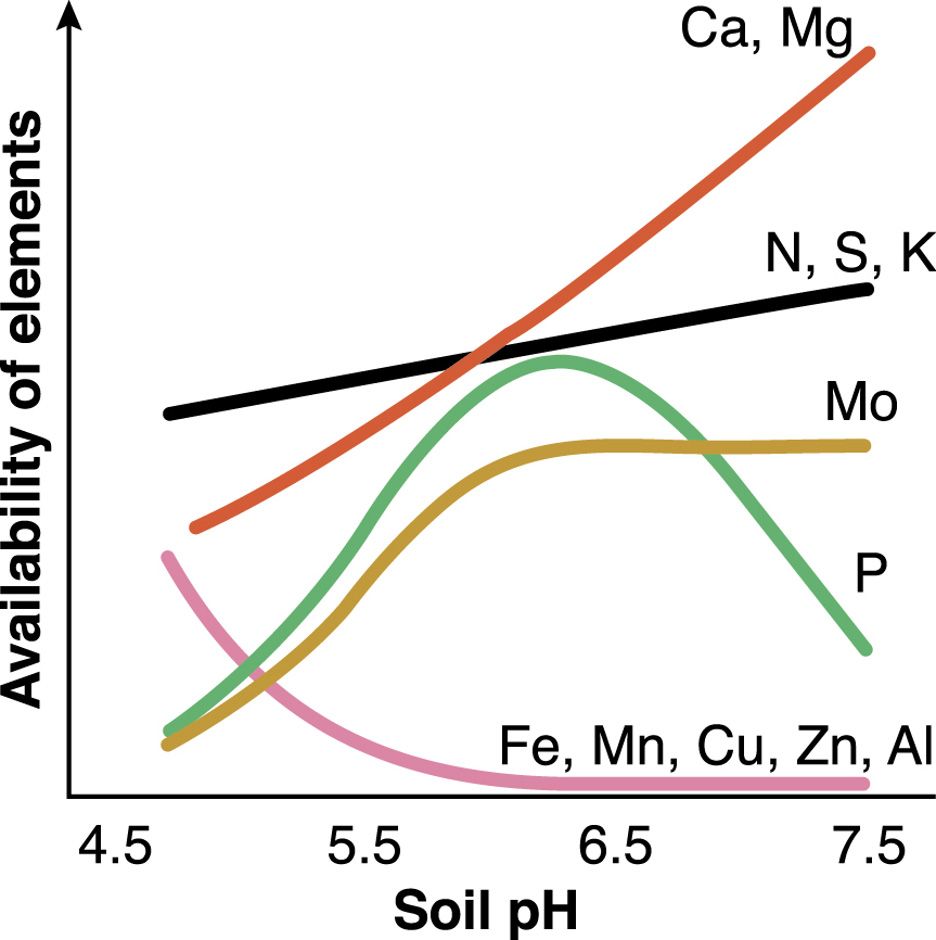 The relationship between soil pH and nutrient bioavailability.
