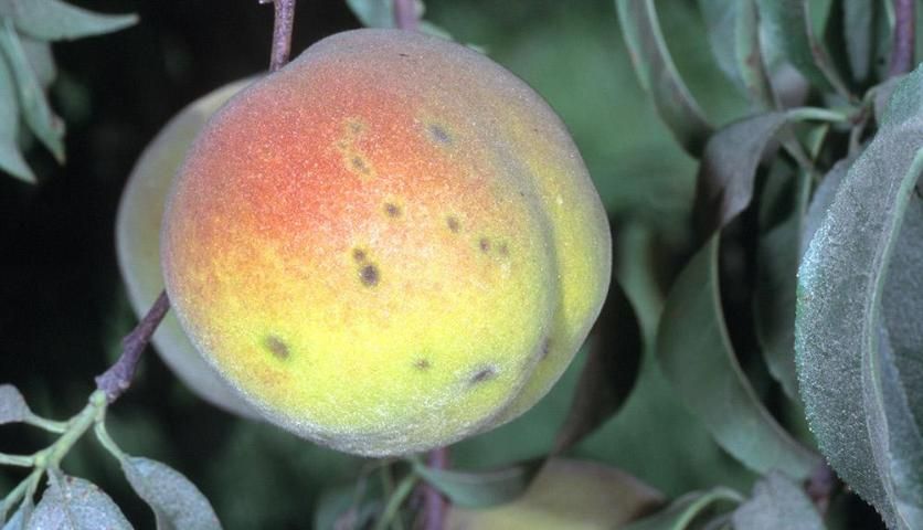 Figure 5. Typical fruit lesions on mature fruit, which is atypical for peach production in Florida.