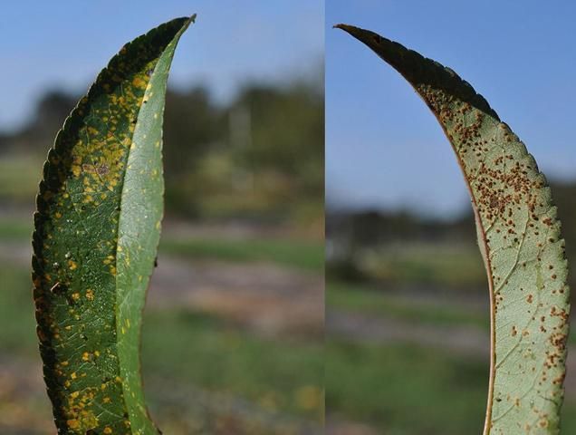 Figure 1. Peach leaf rust symptoms showing small yellow necrotic areas on the surface on the left (axial side) and rust-colored fungal spores on the underside on the right (abaxial side).