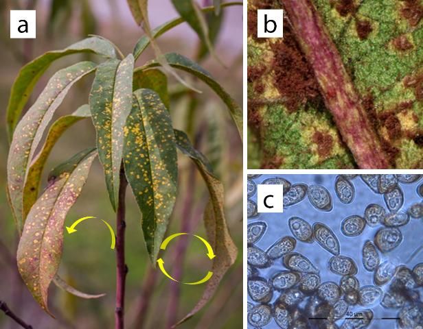 Figure 3. Peach rust (Transchelia spp.) cycle in Florida: a) infected leaves or twigs from previous season serve as primary inoculum; b) rust pustules under the leaves produce urediniospores that reinfect leaves; and c) urediniospores pictured under the microscope.