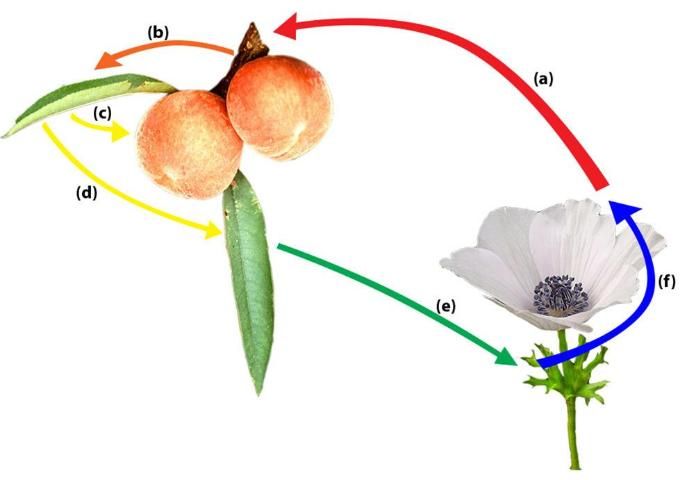 Figure 6. Path of T. discolor between peach and poppy anemone, an alternate host: a) aeciospore infects peach twig; b) urediniospores move from twig to leaf; c) urediniospores move from leaf to fruit; d) other urediniospores on leaf develop teliospores, which are overwintering structures; e) overwintering structures produce basidiospores, which infect the alternate host; and f) aeciospores are produced on poppy anemone, which restart the cycle.