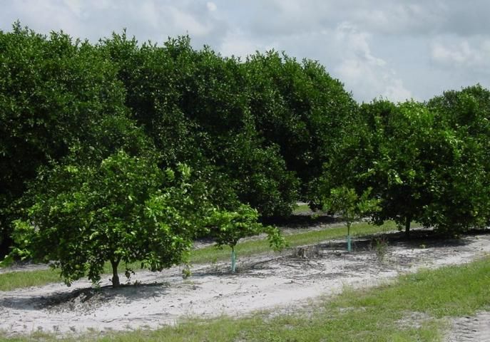 Figure 1. Scattered resets in a citrus grove.