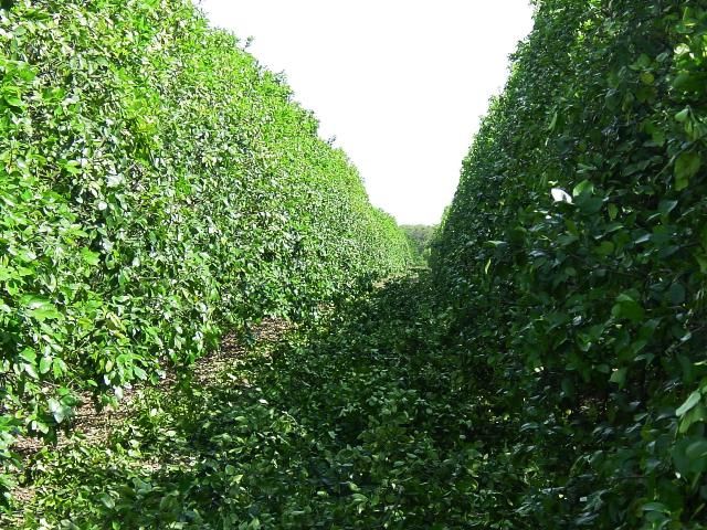 Figure 3. Heavy hedging may create problems of brush disposal.