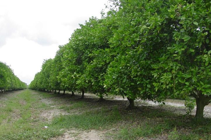 Figure 4. Skirted and hedged citrus trees.