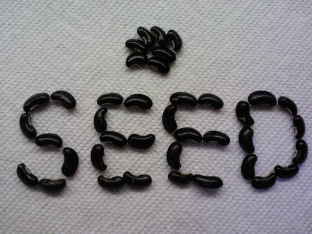 Figure 1. Seeds of long bean.