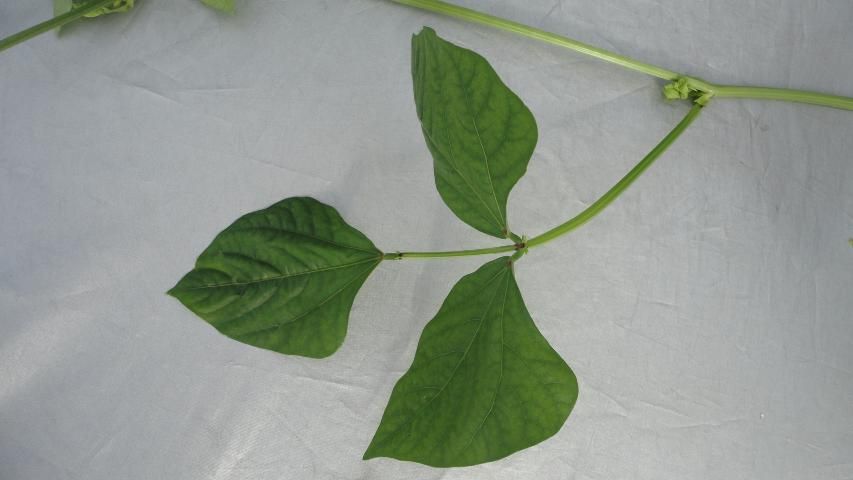 Figure 3. Fully developed leaves of long bean.