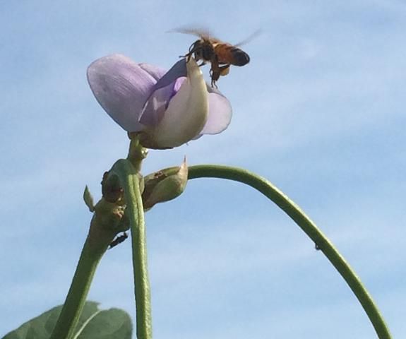 Figure 5. Pollination of long bean is mediated primarily through bee activity.