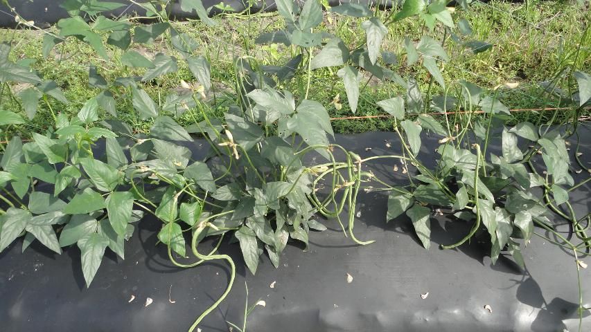 Figure 6. Long bean plants bearing pods in Hastings.