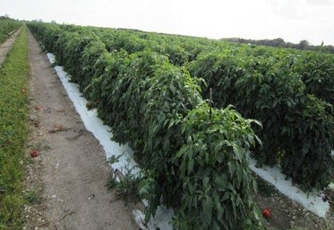 Overview of a healthy and productive tomato field with an appropriate fertilizer management.