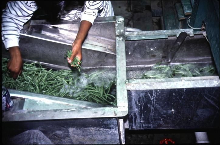 Figure 11. Snap beans being sorted upon exit from a hydrocooling flume.