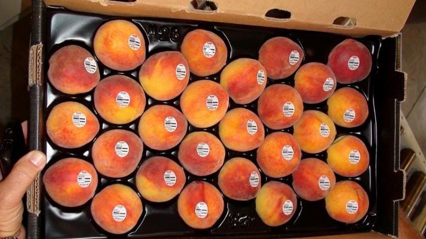 Figure 7. Thermoformed 28-count produce insert tray for peaches.
