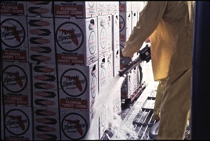 Figure 14. Slush-icing for sweetcorn.