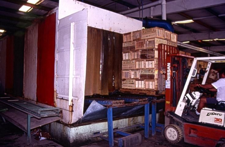 Figure 12. Cooling sweetcorn in a shower hydrocooler.