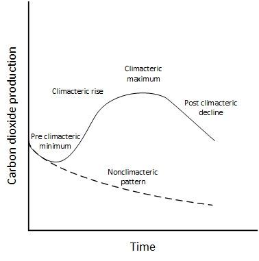 Figure 1. Climacteric and nonclimacteric patterns of respiration in ripening fruit.