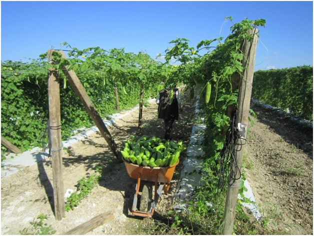 Figure 4. Bitter melon field with permanent trellis during harvest in south Florida.