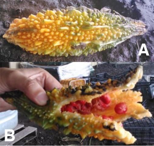 Figure 11. A) Bitter melon fruit at maturity. Mature fruit will begin to turn orange; B) Mature fruit opens to drop the seeds to the ground for the next generation. The seed arils (not the testae) turn red in color and taste sweet.