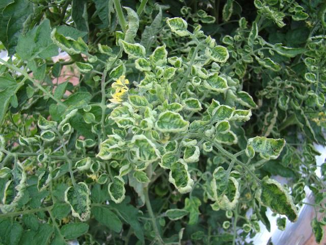 Figure 6. Tomato yellow leaf curl virus symptoms on new growth.