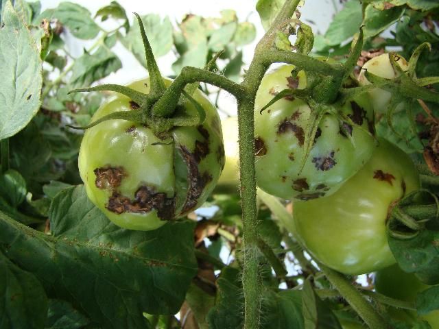 Figure 5. Tomato spotted wilt virus symptoms on tomato fruit.