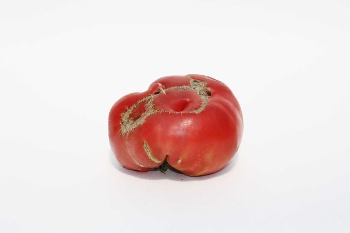 Figure 2. Cat-facing on an heirloom tomato.