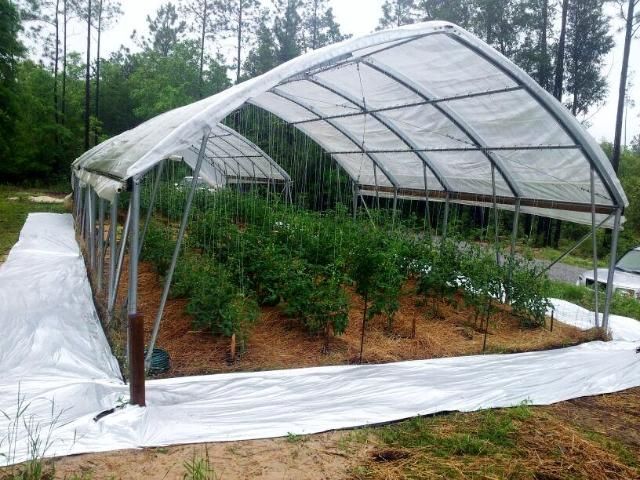 Figure 1. Tomatoes produced in a high tunnel at a small farm outside of Milton, Florida.