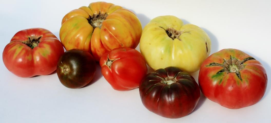 Figure 3. Heirloom cultivars exhibiting unusual shapes and colors that are becoming increasingly popular.