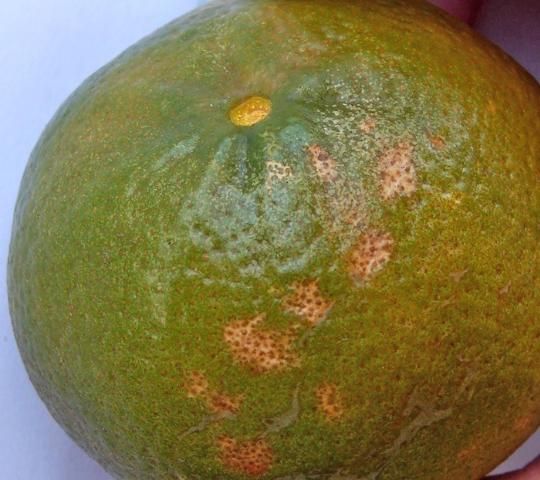 Figure 7. Pitting on citrus fruit peel as a result of freeze damage.