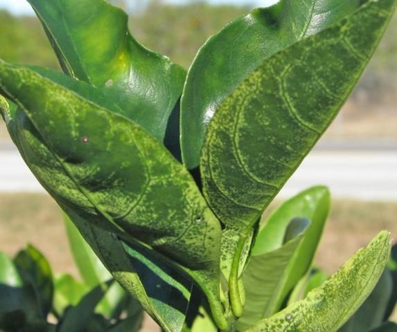Figure 1. Dark water-soaked areas of citrus leaves associated with freeze damage.