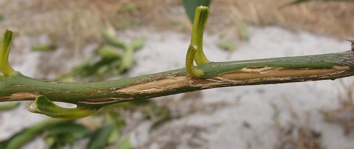 Figure 5. Bark split resulting from freeze injury in citrus.