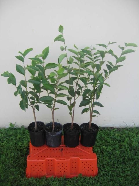 Figure 1. Pond apple seedlings.