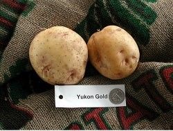 Figura 9. Papa de piel blanca 'Yukon Gold'.
