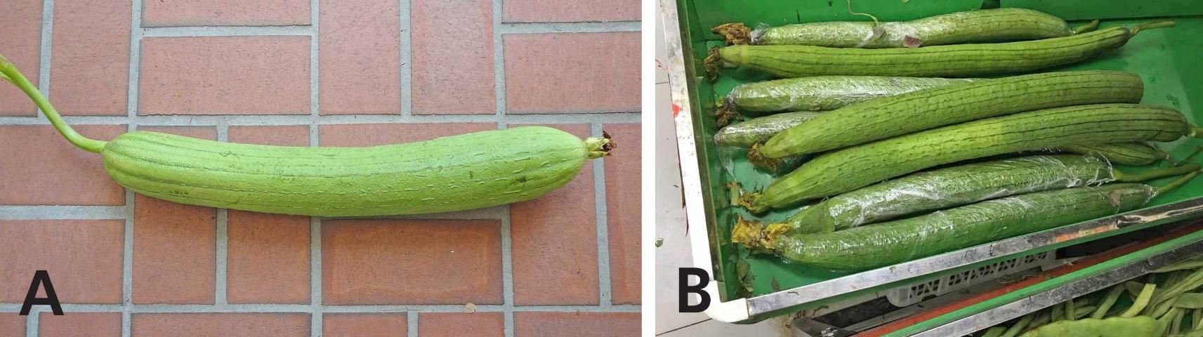 Figure 1. (a) Fresh immature fruit of smooth luffa. (b) The fruit are sometimes wrapped with cling wrap to maintain moisture after harvest.