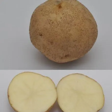 HS1286/HS1286: University of Florida Potato Variety Trials