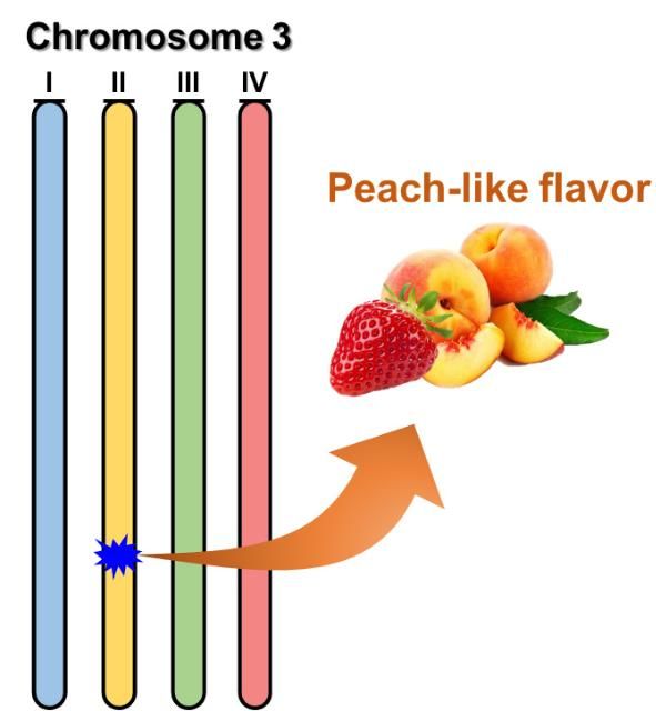 Figure 1. Associating traits with chromosome regions in cultivated strawberry using DNA sequencing and FlexQTL™ software. Researchers in the UF/IFAS strawberry breeding program use the natural DNA information from strawberries to tag many important traits for disease resistance and fruit quality. FaFAD1: gene controlling peach-like flavor in strawberry.