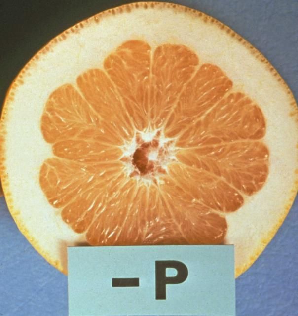 Figure 2. Phosphorus (P)