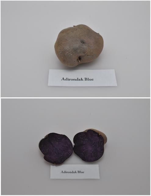 Figure 1. Typical tuber and internal flesh color of 'Adirondak Blue' potato variety.