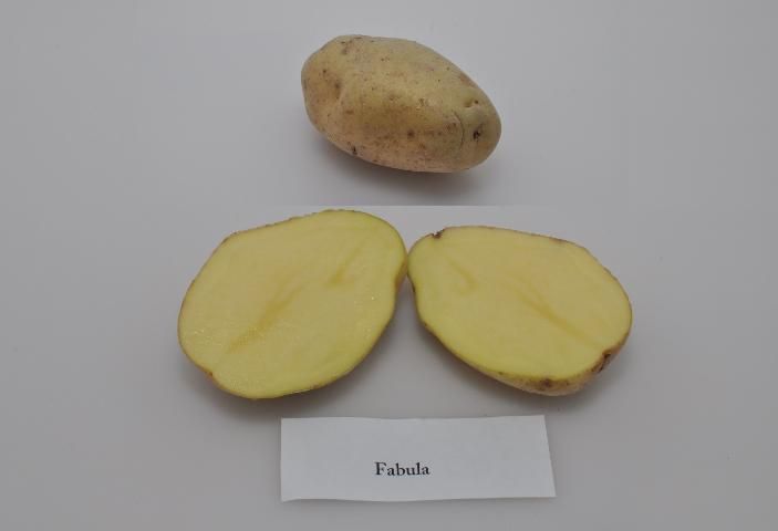 Figure 1. Typical tuber and internal fresh color of 'Fabula' potato variety.