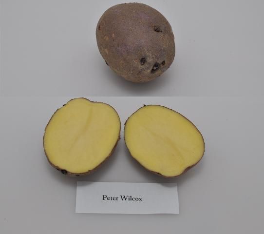 Figure 1. Typical tuber and internal flesh color of 'Peter Wilcox' potato variety.